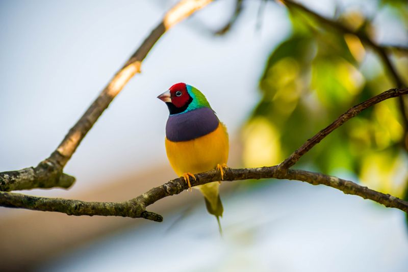 A Gouldian Finch perched on a small twig