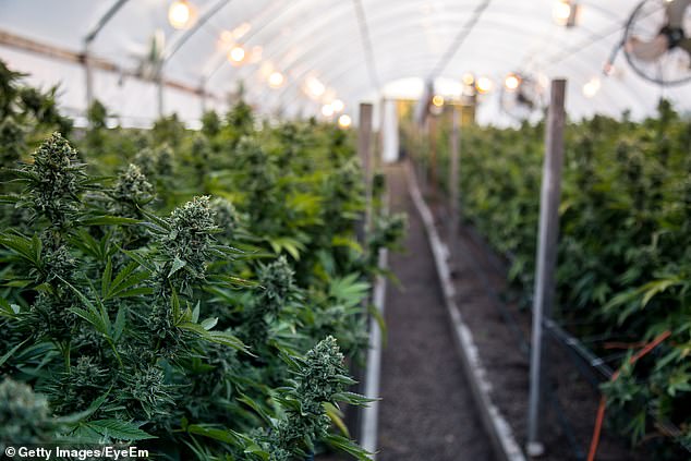 Australia's largest cannabis manufacturing plant has been approved and it will also be the world's first manufacturing plant which will produce oil from plant genes to patient (stock image)