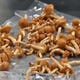 Forest Nameko mushrooms are prepared for packaging and shipping.