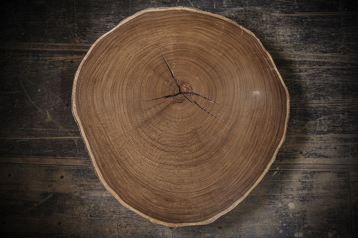 A sanded section of an Afrormosia trunk.