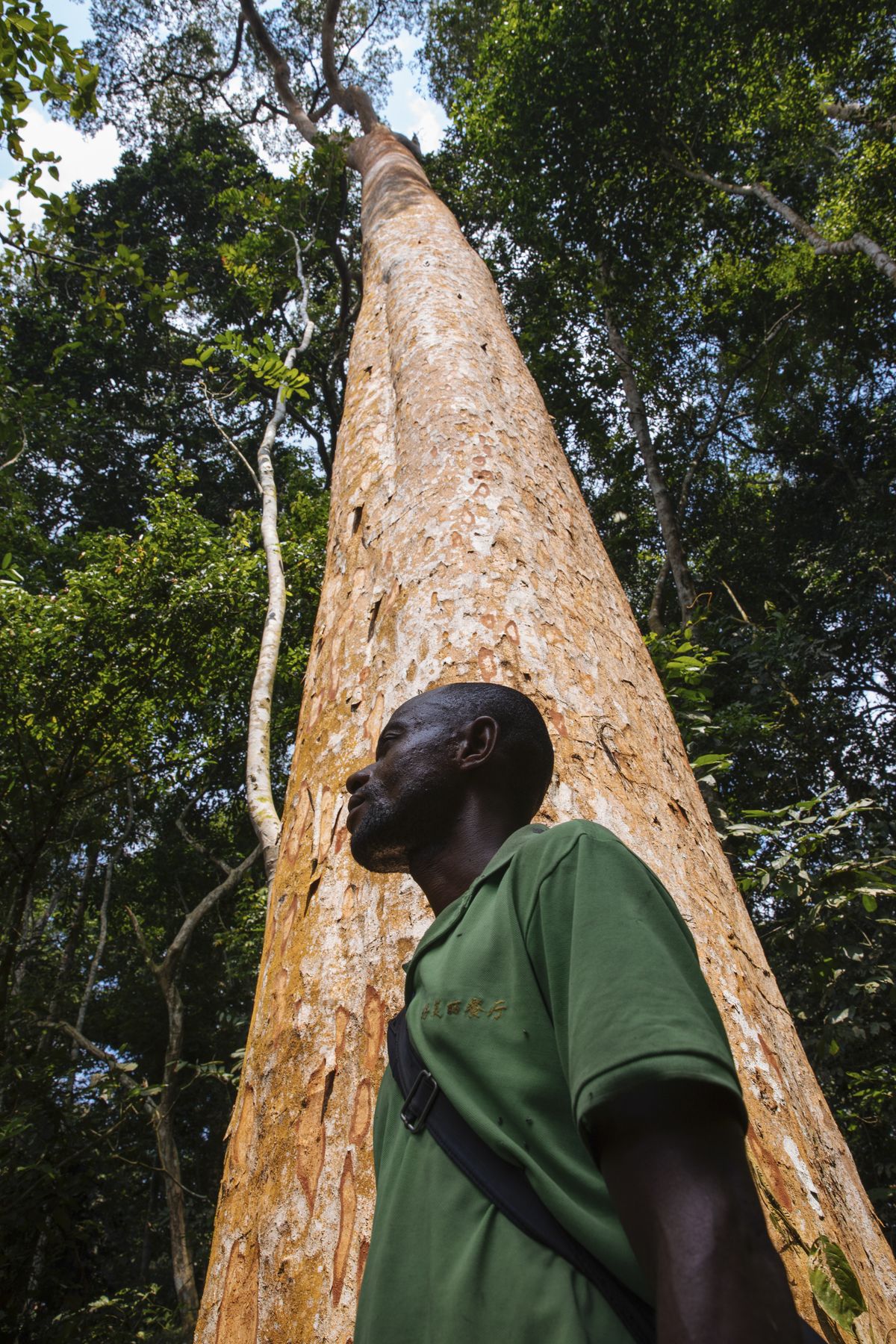 Muzinga stands in front of a sun-kissed Afrormosia tree. 