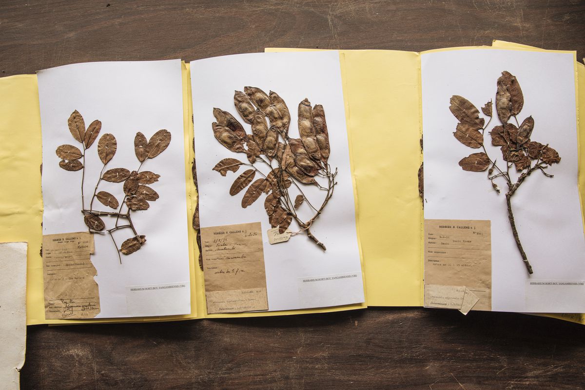 Leaf samples taped to paper. 