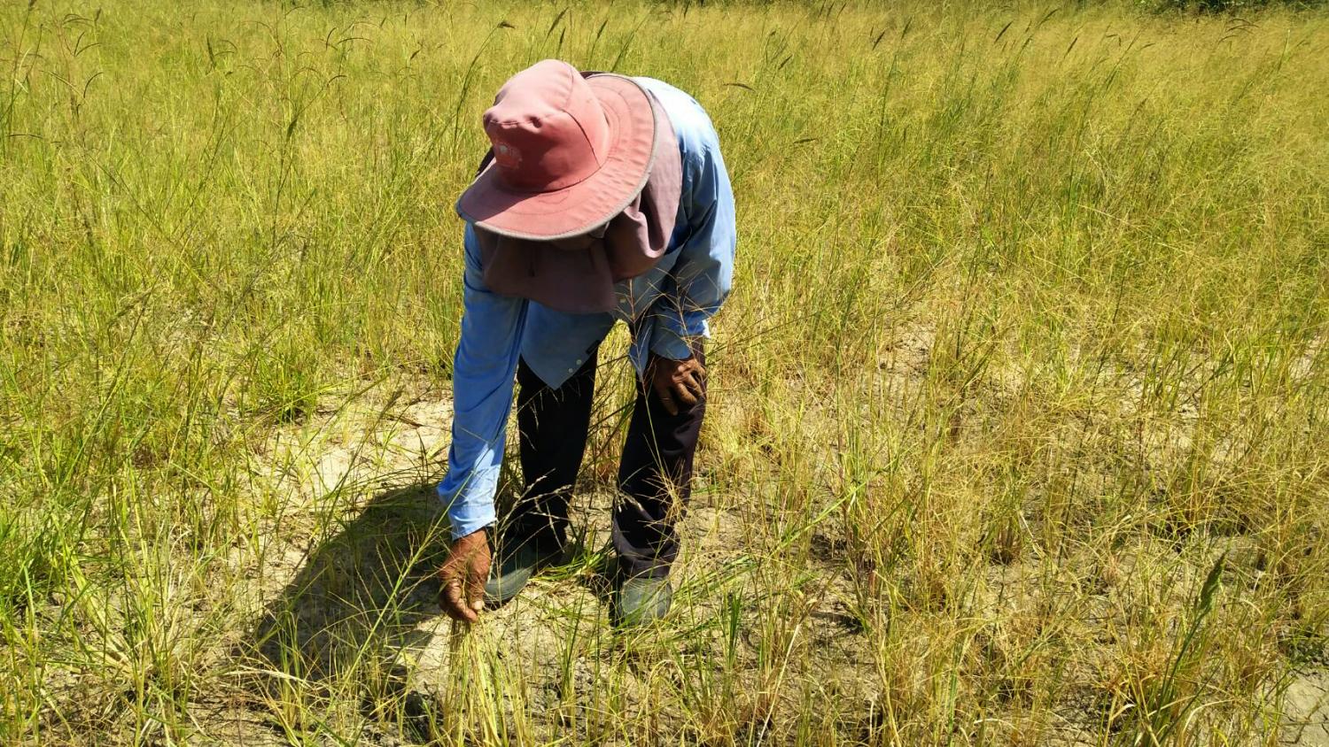 A farmer picks up damaged crops in a drought-affected rice field in Nakhon Ratchasima province. This year's 150% claims ratio in crop insurance is the highest in the past four years, says the Thai General Insurance Association. PRASIT TANGPRASERT A farmer picks up damaged crops in a drought-affected rice field in Nakhon Ratchasima province. This year's 150% claims ratio in crop insurance is the highest in the past four years, says the Thai General Insurance Association. PRASIT TANGPRASERT