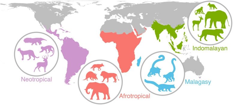 Mammals Worldwide