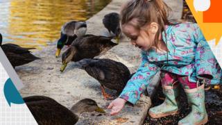 A girl feeding ducks