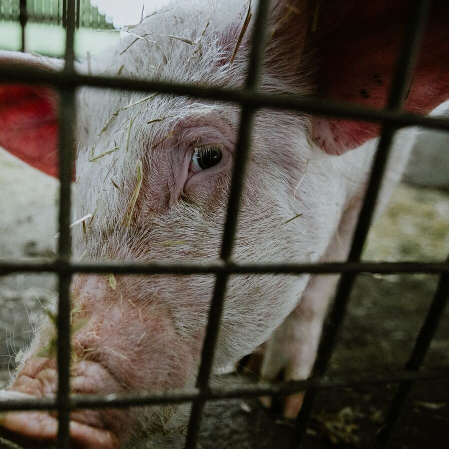 Watch Rooney Mara Go Undercover to Expose Factory Farms