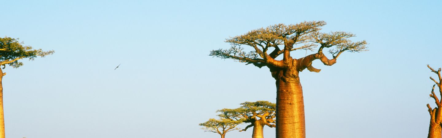 Covering an area that spans the entire width of the continent beginning at the Sahara Desert and ending at the southernmost tip of South Africa, Sub-Saharan Africa is home to countless cultures, languages, religions, plants, animals and natural resources. Covering an area that spans the entire width of the continent beginning at the Sahara Desert and ending at the southernmost tip of South Africa, Sub-Saharan Africa is home to countless cultures, languages, religions, plants, animals and natural resources.