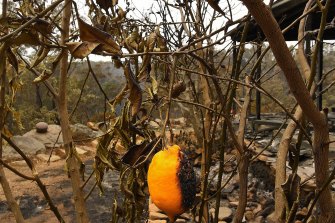 A lone lemon hangs on a burnt tree at the Station Street home of Balmoral residents Helena and Justin. The family tried to defend their home from the Green Wattle Creek fire, but on December 21 they had to shelter in their car to survive.