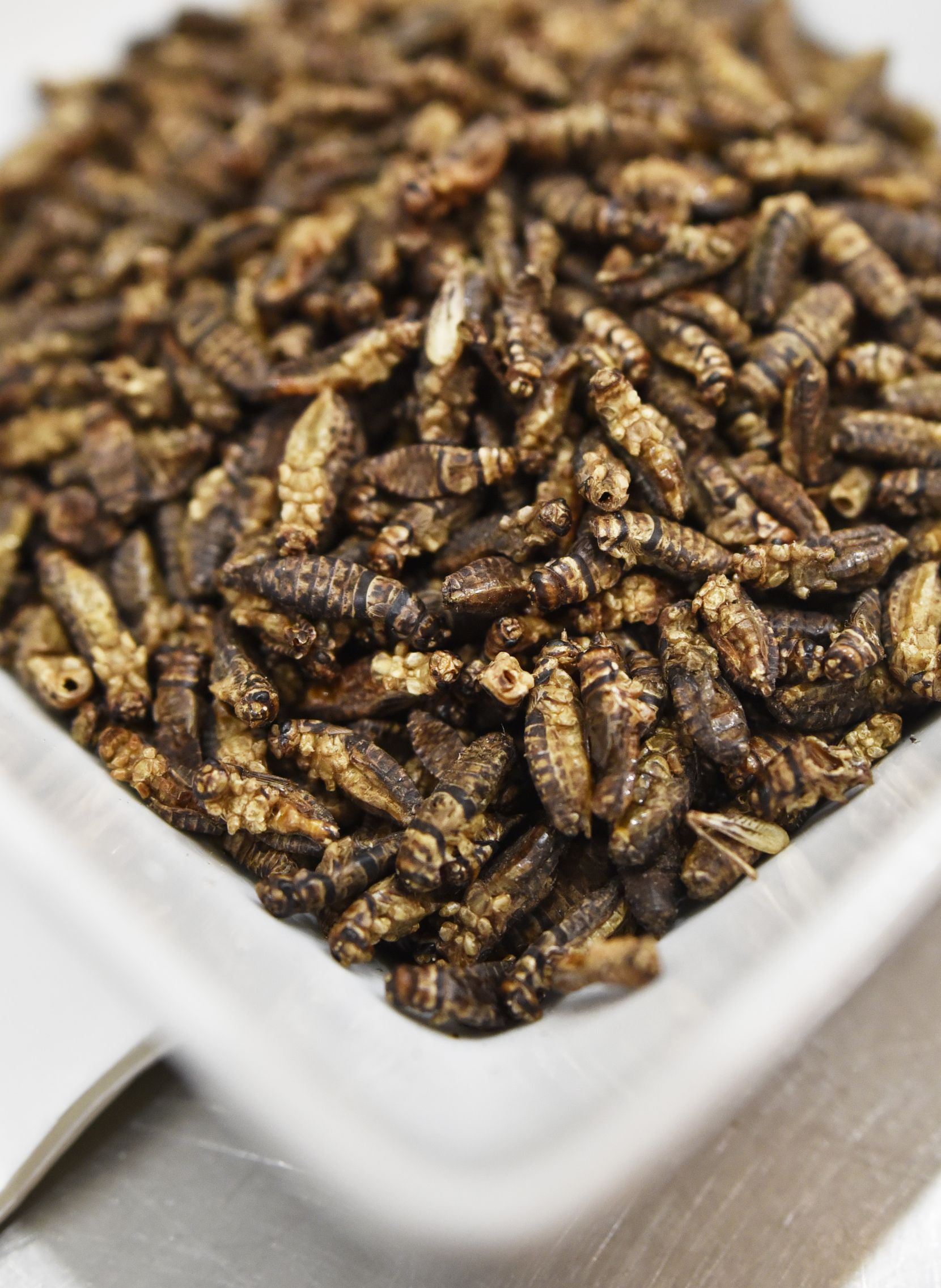 Roasted crickets before they are ground up for the Costilla family's Cricket Salsa.