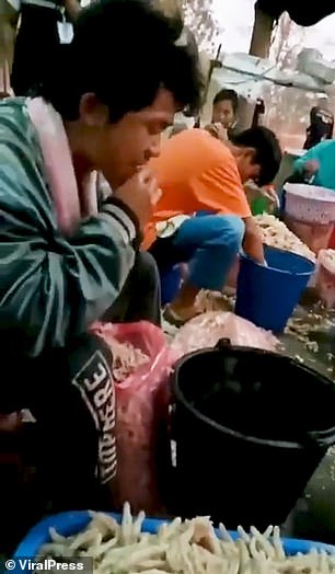 The workers raise the chicken feet to their mouths and begin tearing at them with their teeth