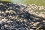 Dead fish float on the surface of a murky green river.