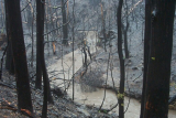 Condor Creek in the Cotter catchment after 2003 bushfires