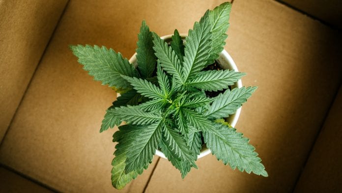 Pan-European distribution agreement for broad-spectrum and isolate CBD