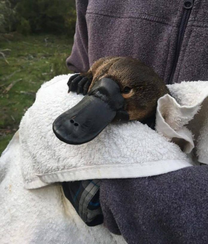 Platypus that is threatened with extinction due to climate change Platypus that is threatened with extinction due to climate change