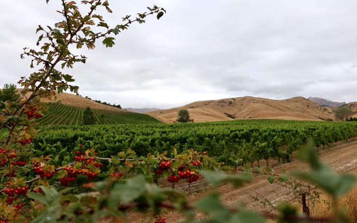 Some residents fear their peaceful Omaka Valley lifestyle will be ruined if the application is approved by the Marlborough District Council. 