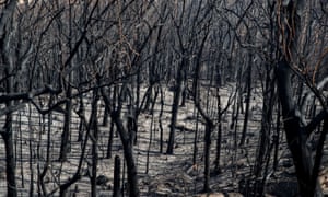 Dead trees mark the scorched landscape after a wildfire in Kangaroo Valley, New South Wales, Australia.