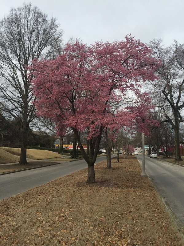HARBINGER OF SPRING NUMBER 1: A sure sign of spring is when the crabapple trees bloom on Belvedere. - MICHAEL DONAHUE
