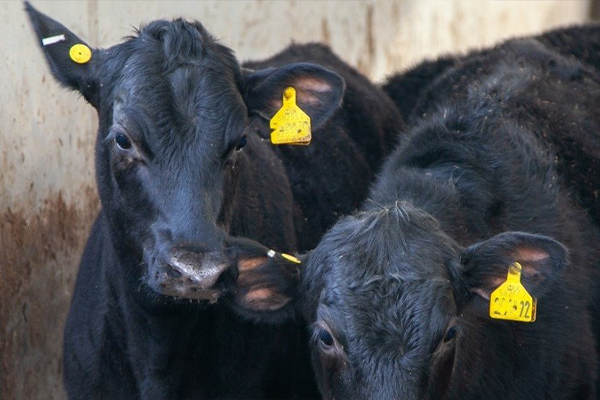 Aldi unveiled a new supply chain strategy—dubbed the new Beef Cross Dairy Supply Chain model