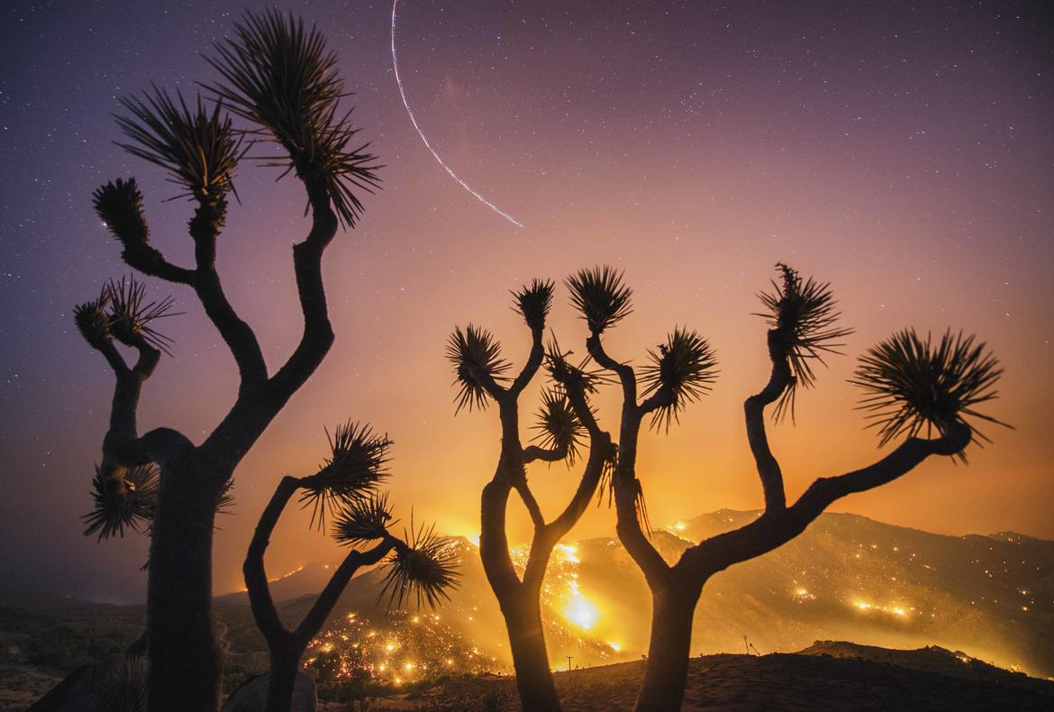 Stuart Palley Stuart Palley, "Burned Joshua Trees, Erskine Fire," 2016. (Courtesy of the artist)