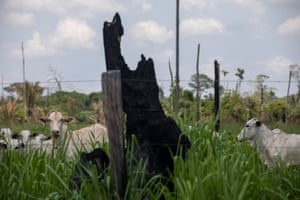Cattle grazing on a ranch inside the Jamanxim Foreste.
