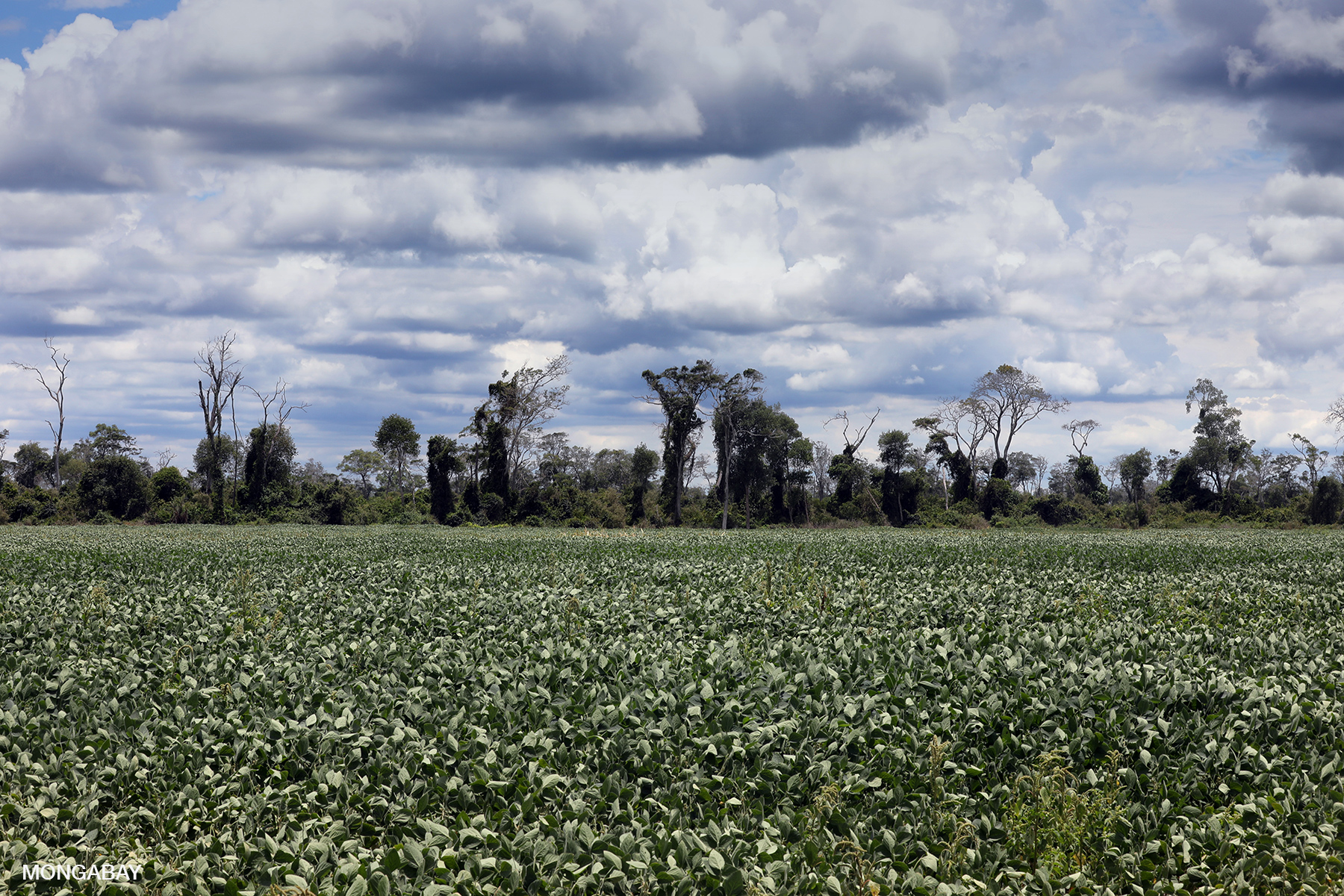 The conversion of native vegetation to soy plantations is a leading cause of deforestation in the Amazon and Cerrado savanna biomes. Image by Rhett A. Butler / Mongabay.