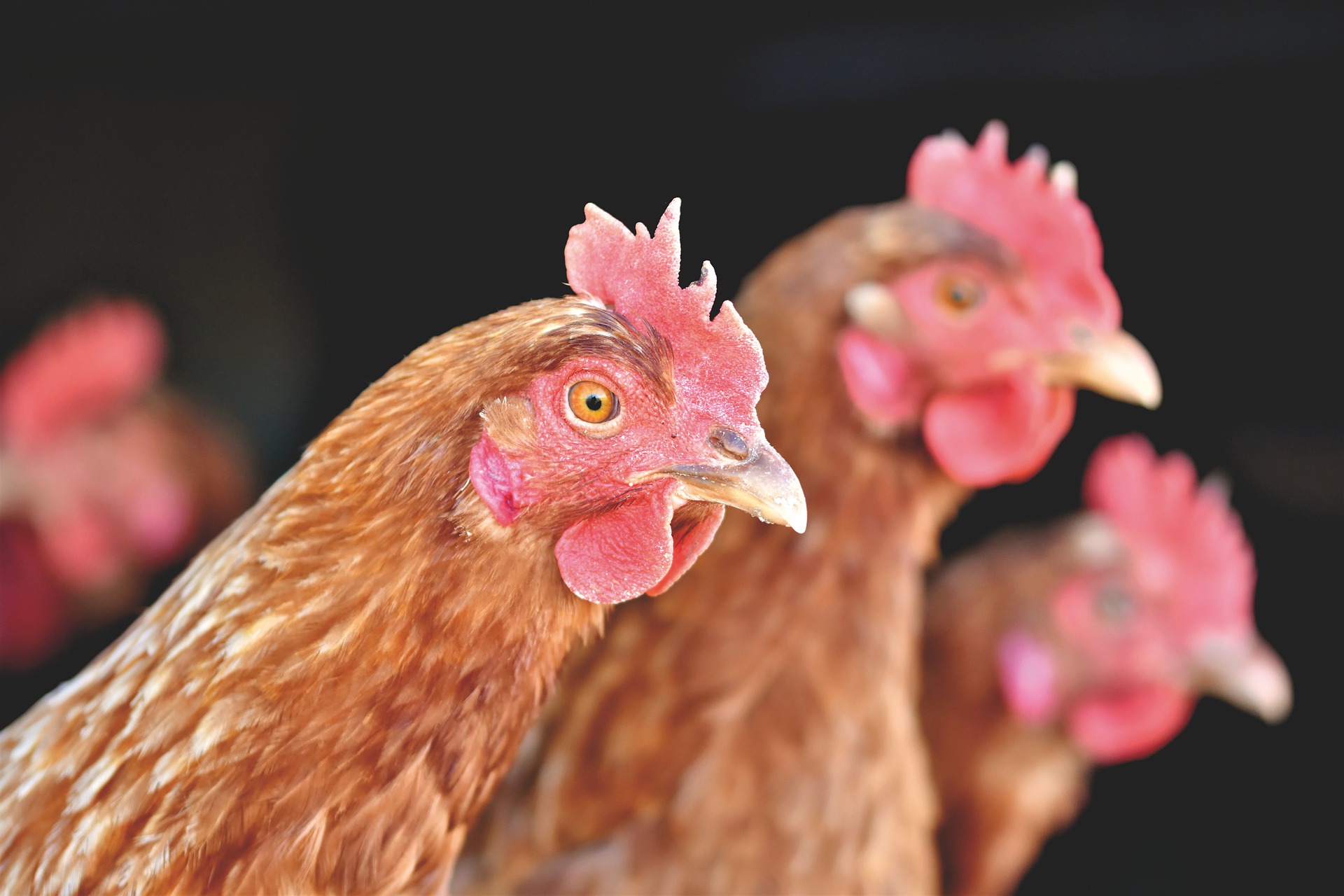 Tyson Foods Inc. is the world’s second-largest meat producer. Image by Capri23auto from Pixabay.