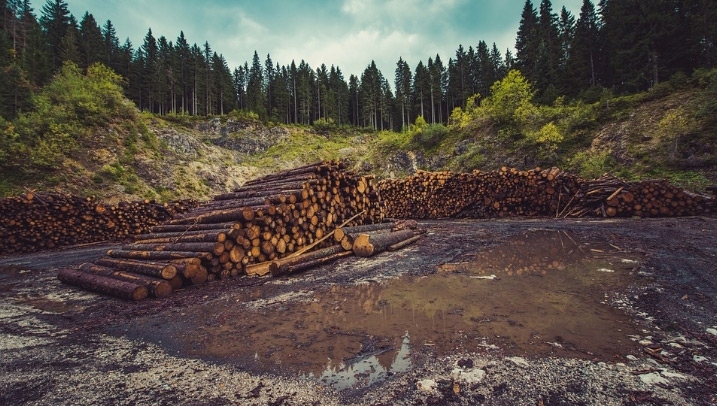 Companies assessed have sizeable links to the world's six most at-risk supply chains, in regards to deforestation. 