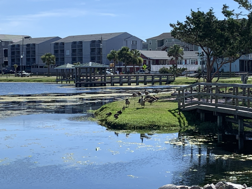 A gaggle of geese are making quite a mess at Carolina Beach's Lake Park (Port City Daily/Michael Praats)
