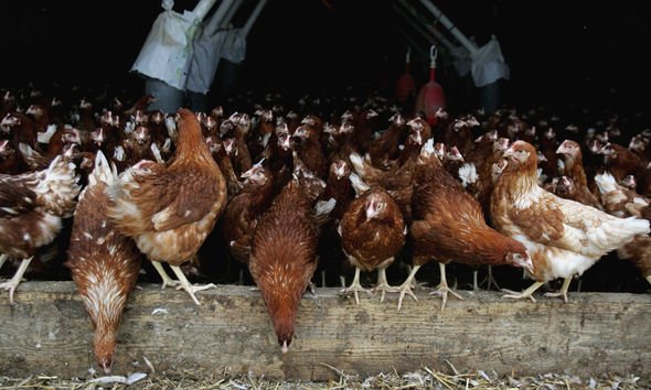 Factory farm chickens