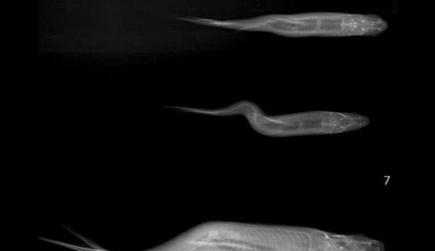 X-ray image of three Sacramento splittail with varying spinal deformities.