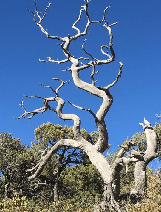A dead alligator juniper from Arizona, which is unable to cope with heat increases (Image: Ramona Walls)