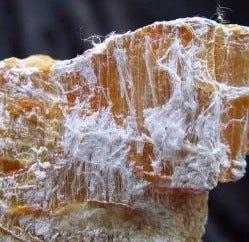 Chrysotile, also known as white asbestos, is the most commonly encountered type of asbestos in the United States.