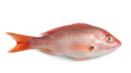 A whole fresh red snapper.