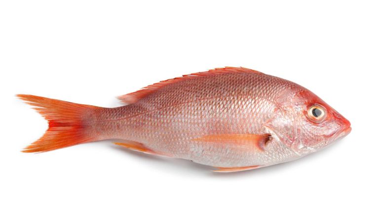 A whole fresh red snapper.