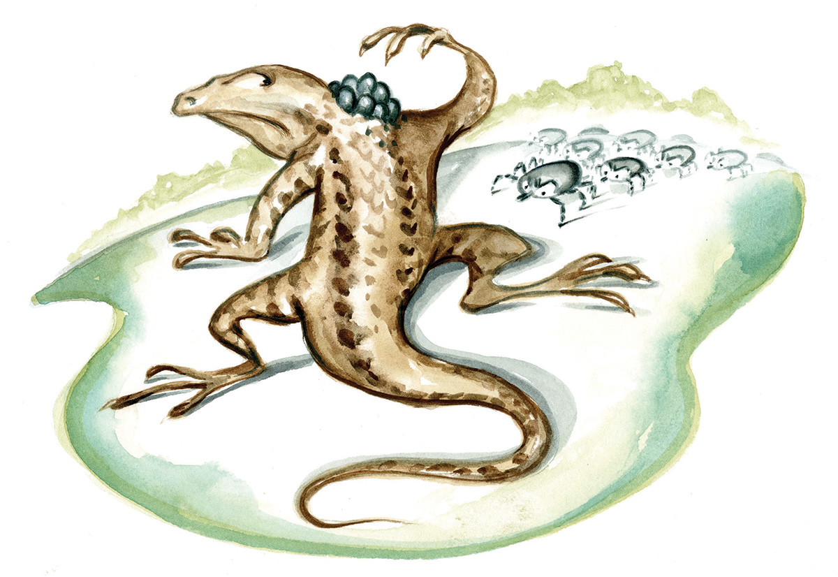illustration by tim bower