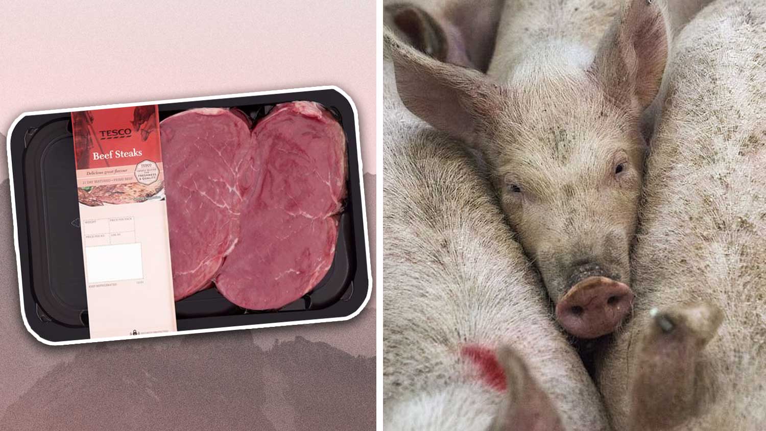UK Urged to Ban Factory Farms to Prevent 'the Next Coronavirus'