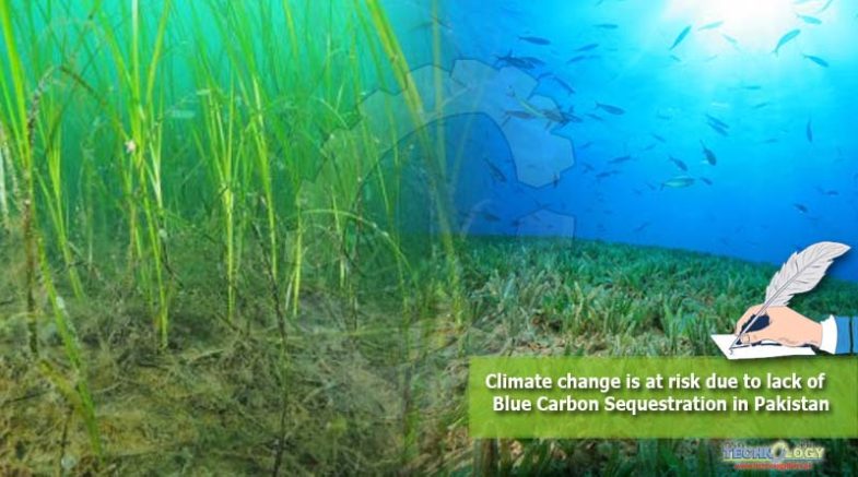 Climate change is at risk due to lack of Blue Carbon Sequestration in Pakistan