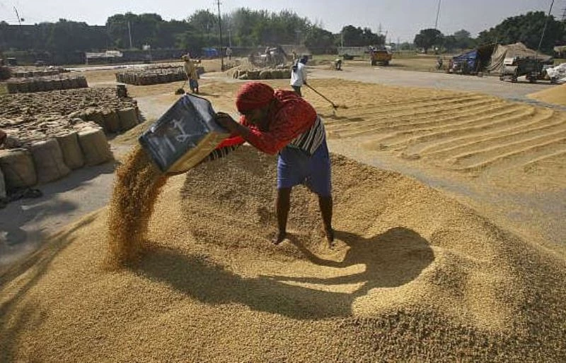wheat