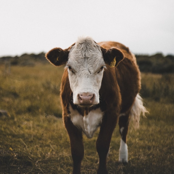 UN not wrong to urge people to eat less meat, says IFA president