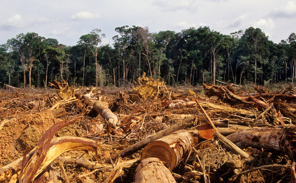 Demand for beef, soy and palm oil has spurred a growth in deforestation in some regions of the world Demand for beef, soy and palm oil has spurred a growth in deforestation in some regions of the world