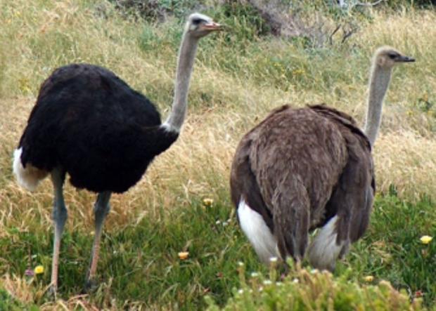 Male and Female ostriches Cape Point