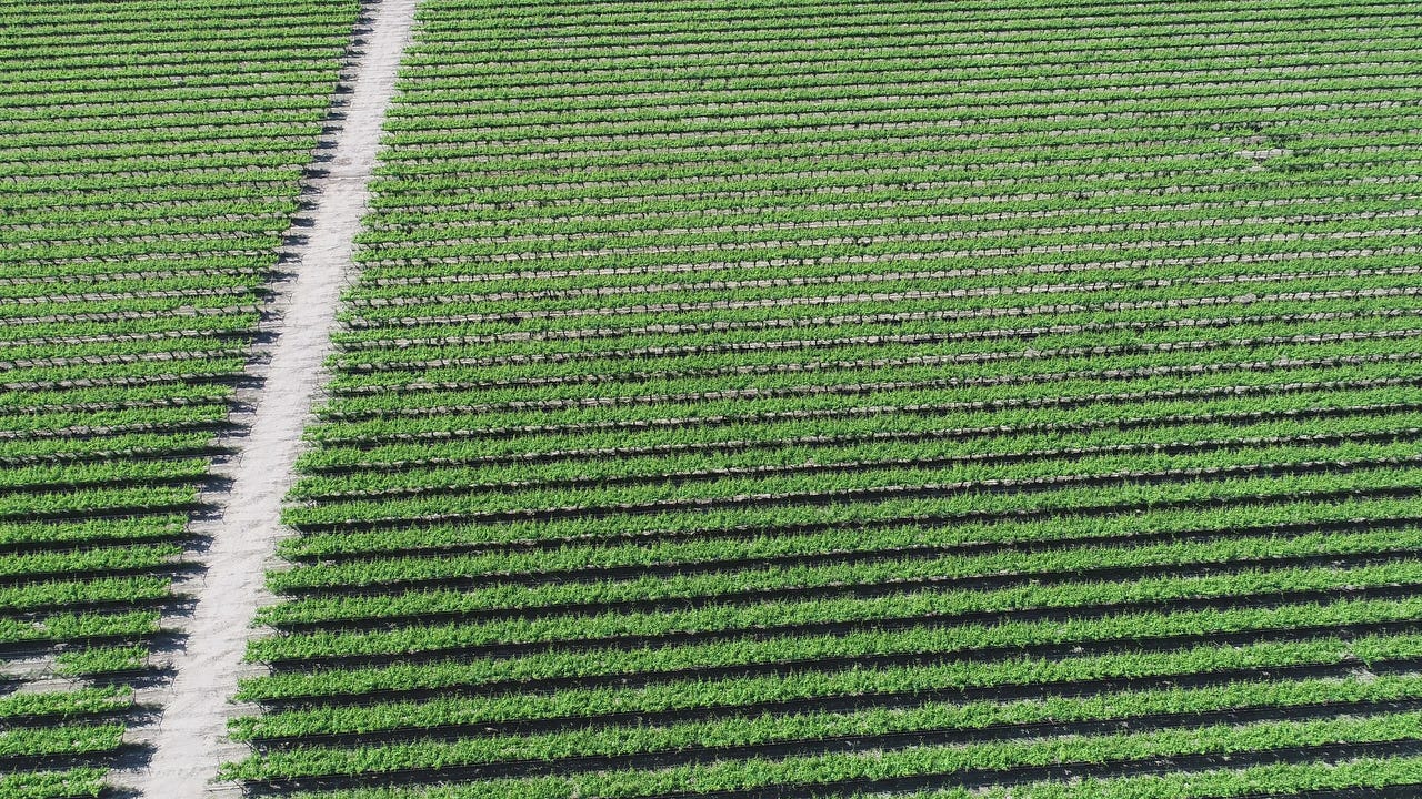 Coachella Valley farm fields are photographed in March.