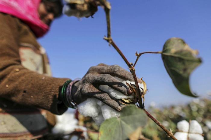 A worker picks cotton in Gujarat, India. The impact of coronavirus on the Indian cotton supply chain is expected to be severe