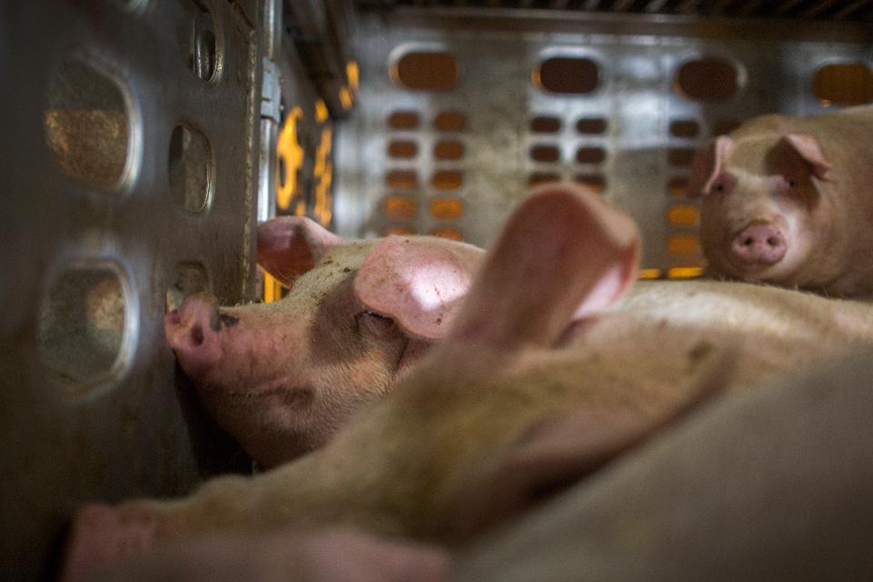 Animal Rights Activists Hold Vigil For Baby Pigs At Slaughterhouse