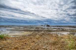 More than 13,000 plants have been planted so far in the new marshes. (contributed)