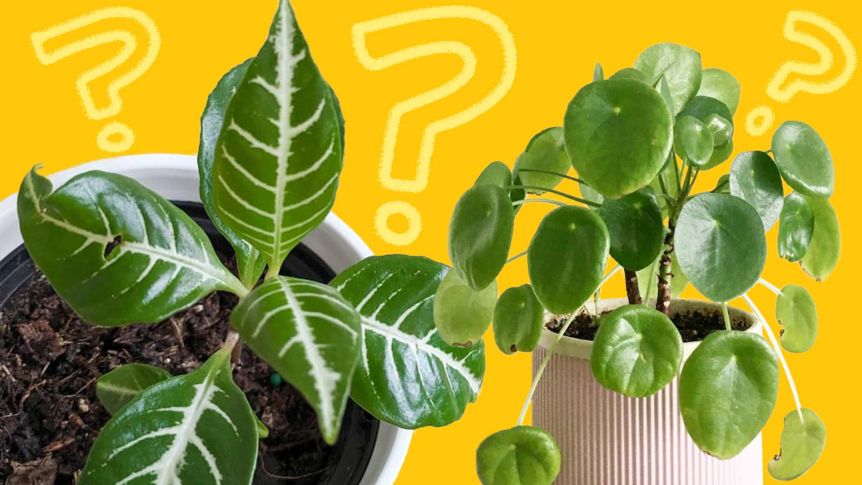 Lush potted indoor plants for a quiz about how well you know indoor plants.