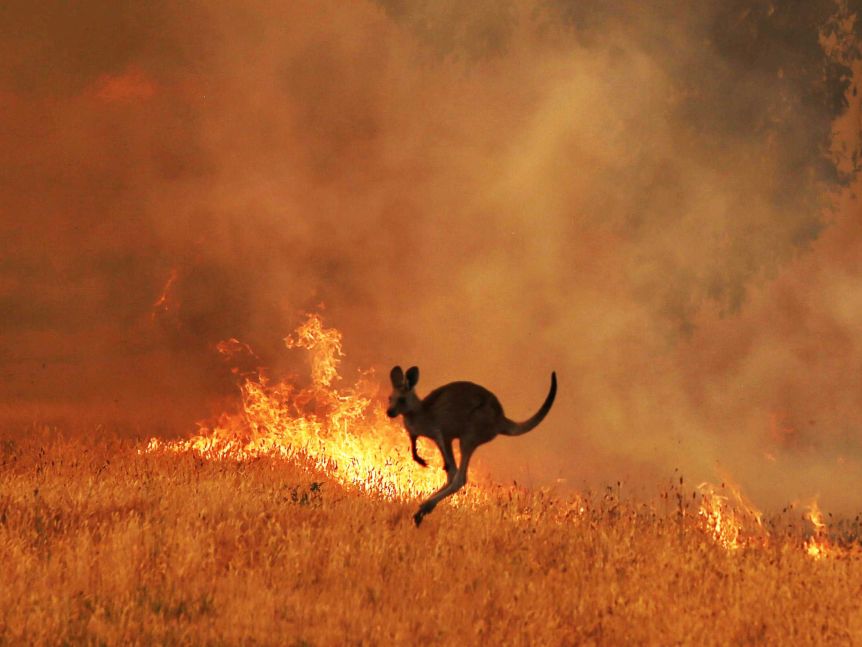 Kangaroo running from bushfire