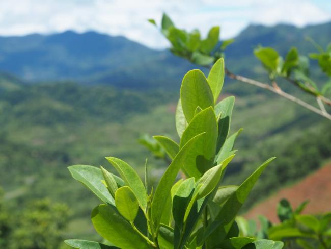 A coca leaf plant in Peru’s VRAEM region in January 2020. (Photo by Thomas Grisaffi)