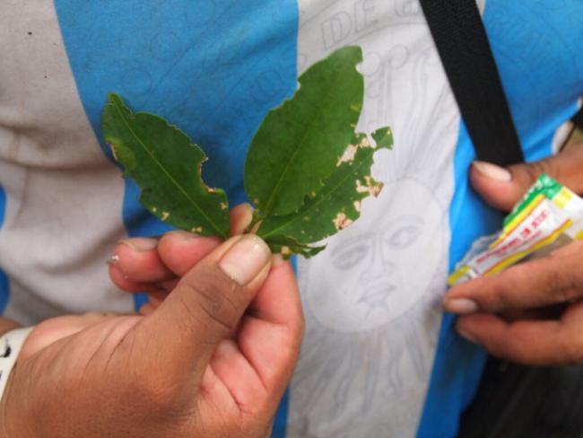 Coca leaves. Chapare, Bolivia, 2019. (Photo by Thomas Grisaffi)