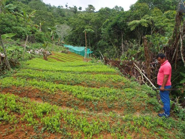 A farmer admires his coca seedlings. (Photo by Thomas Grisaffi)